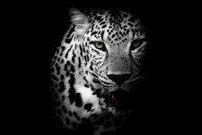 leopardas